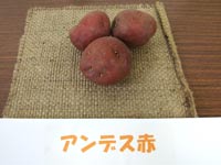 �A���f�X��