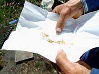 ���Ⴊ�����̎�