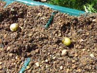 �������Ⴊ����