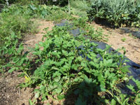 �킩��̃W���K�C��