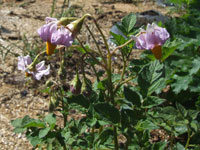 �܂��Ԃ��炢�Ă���