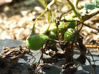 ���ꂪ�W���K�C���̎�