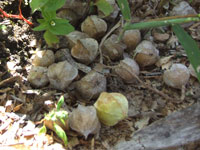 �H���ق�����1