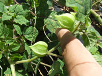 �H���ق�����2