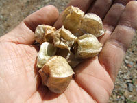 �H���ق�����4