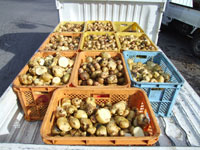 ���Ⴊ�����̎R