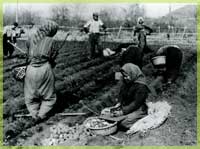 �n�鏒�̔d�핗�i